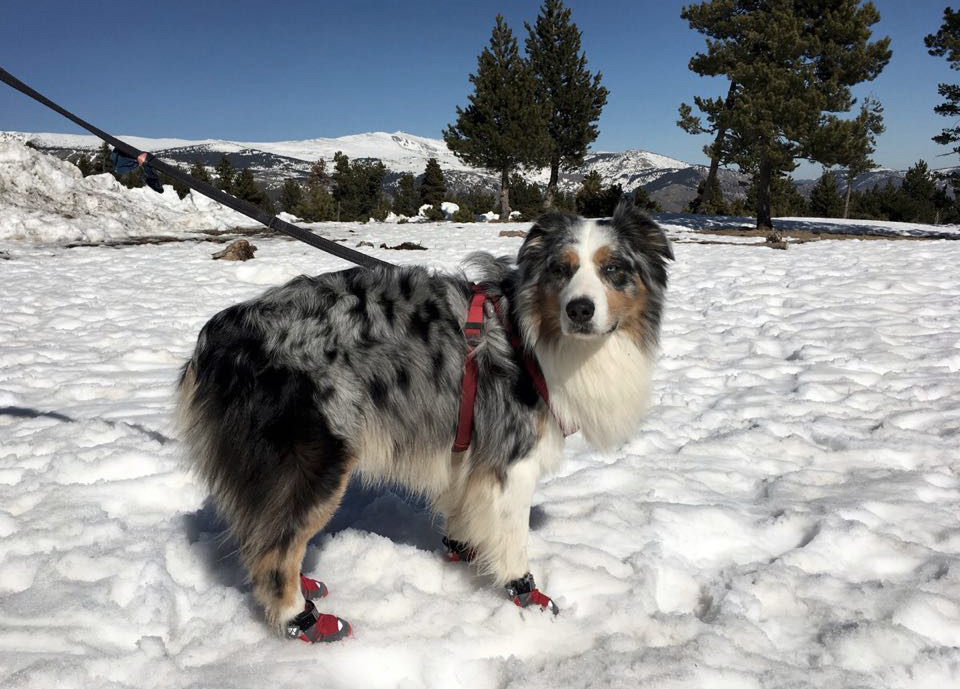 Botas para proteger las patas de nuestro perro en la nieve