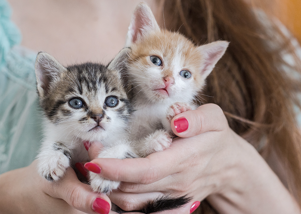 5 razones para adoptar dos gatos en uno