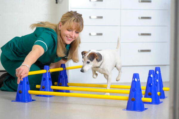 Curso Fisioterapia y Rehabilitación de Animales de Compañía - Vetformación