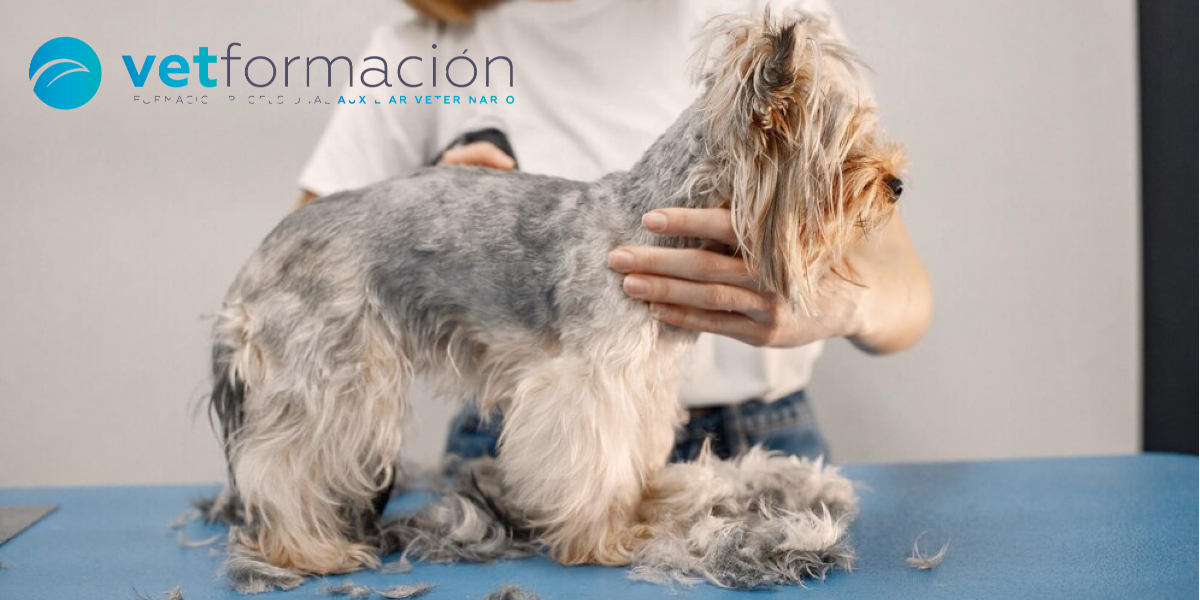 curso peluquería canina