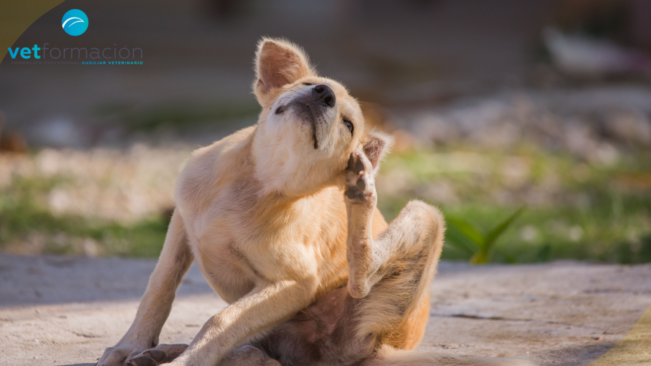 dermatología veterinaria