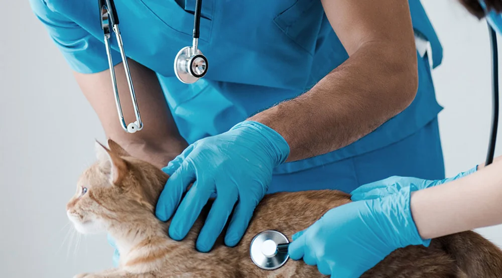 cursos de auxiliar de veterinaria