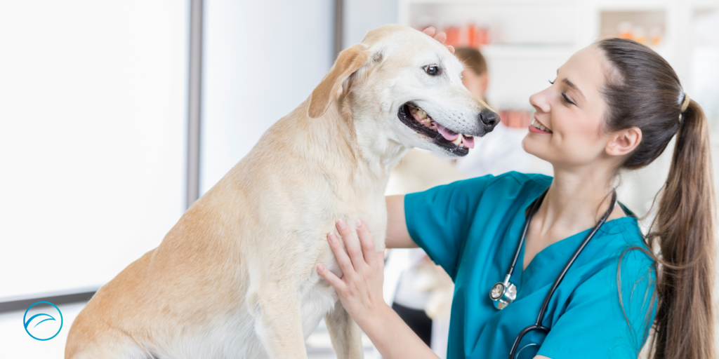 Auxiliar Clínico Veterinario