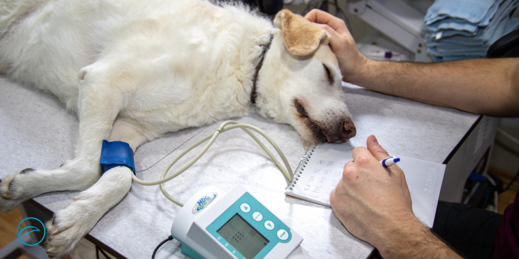 Auxiliar Clínico Veterinario