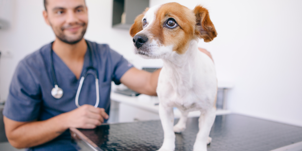 Auxiliar Clínico Veterinario