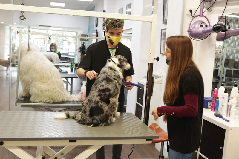 peluquería canina