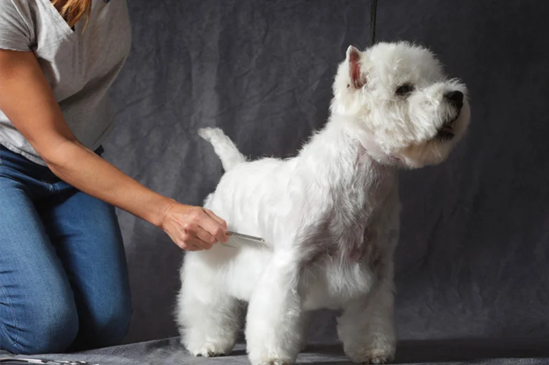 curso peluqueria canina