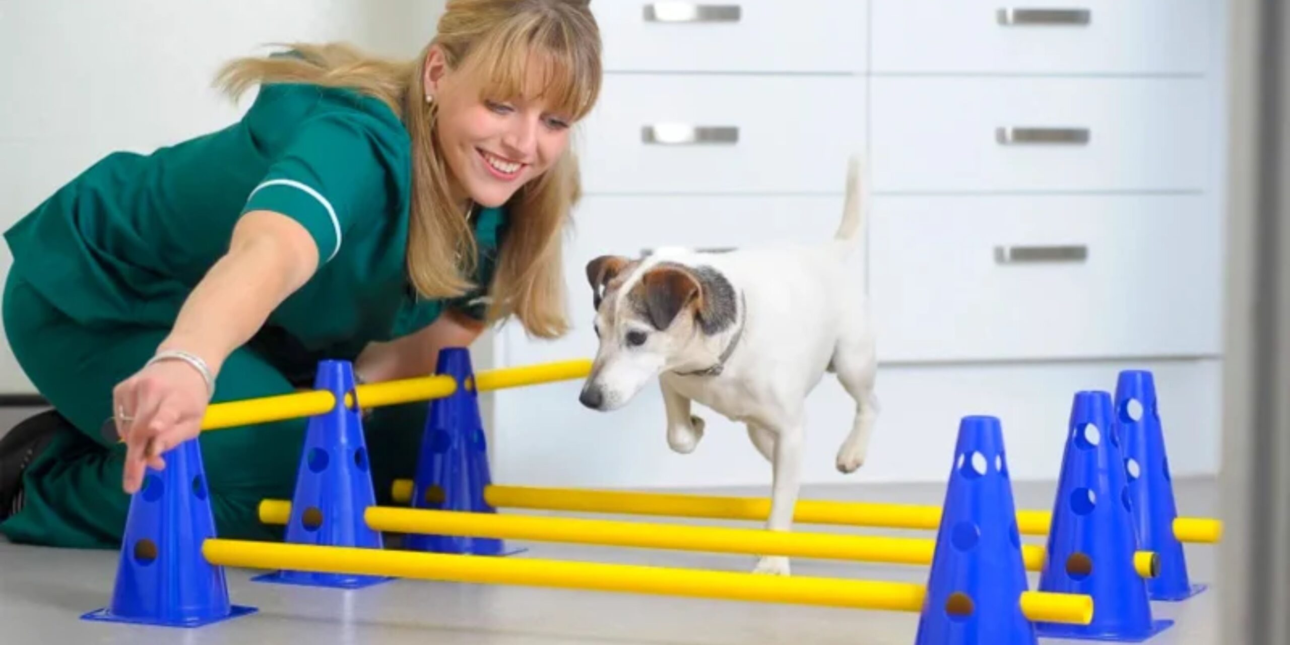 Assistente Clínico Veterinário