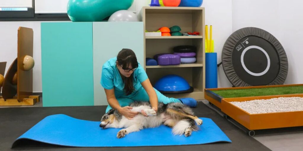 curso de auxiliar de veterinaria