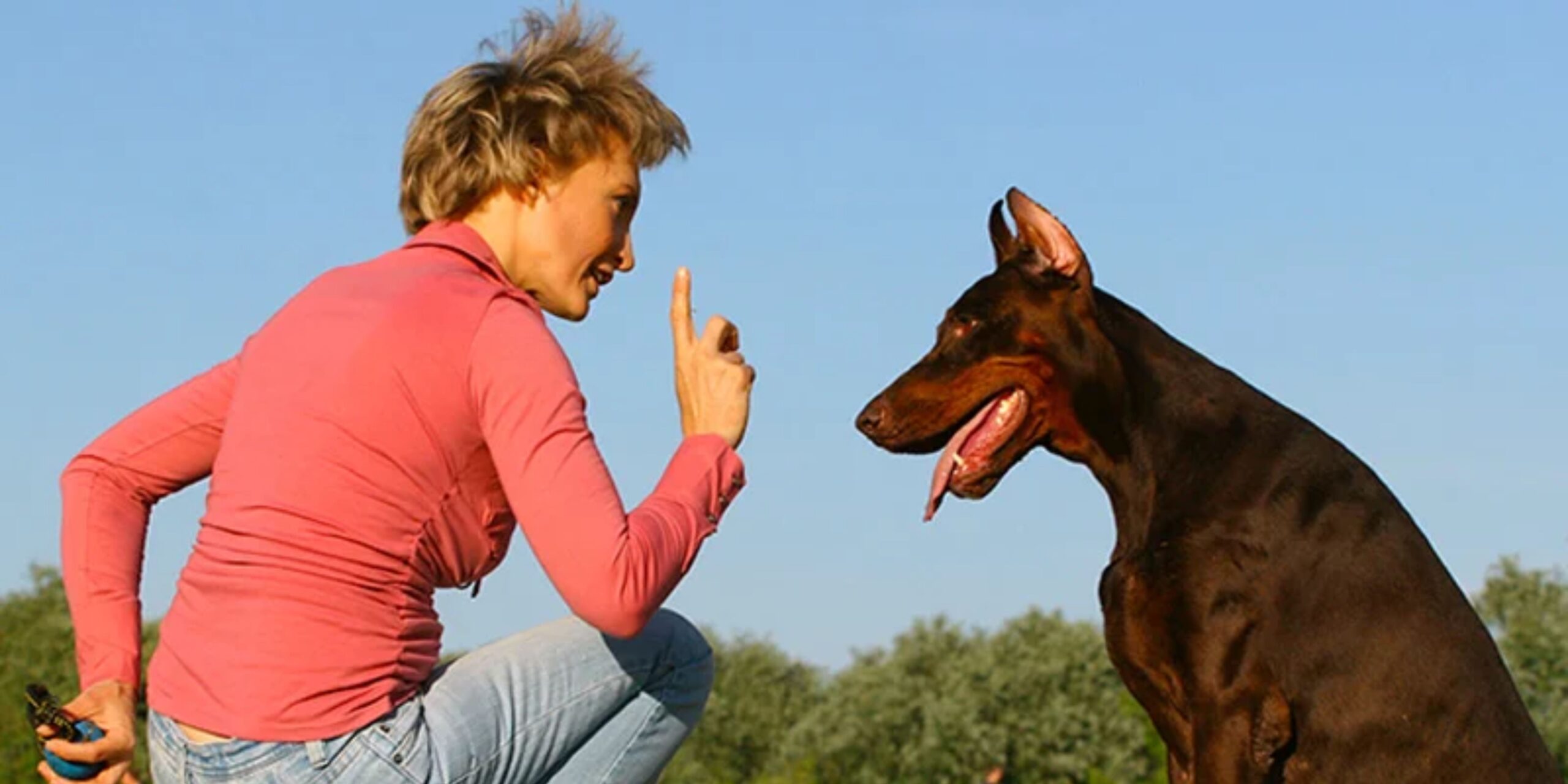 curso de auxiliar de veterinaria