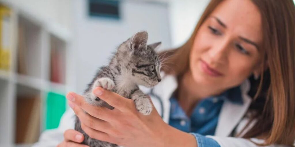 curso de auxiliar de veterinaria