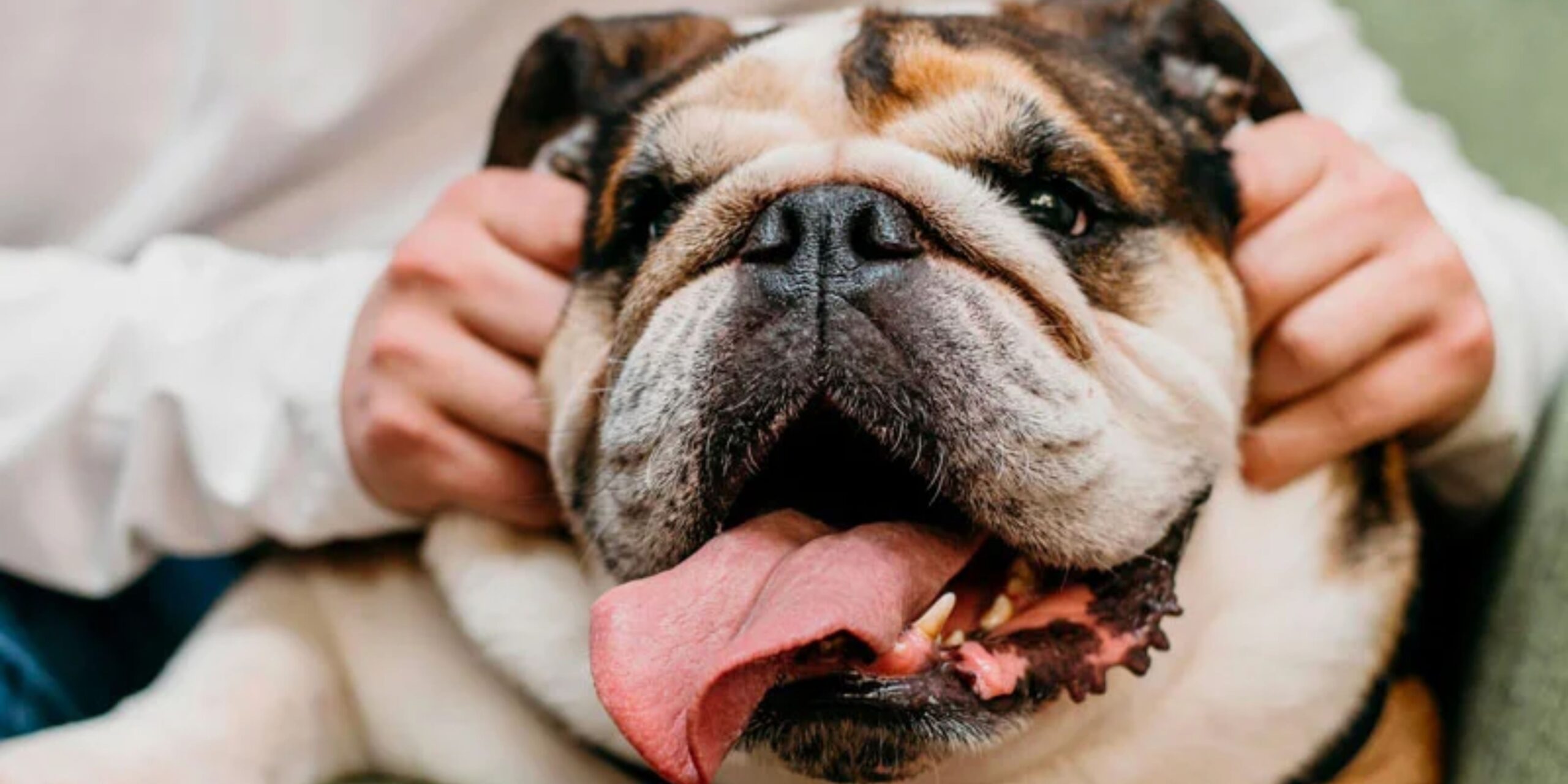 curso de auxiliar de veterinaria