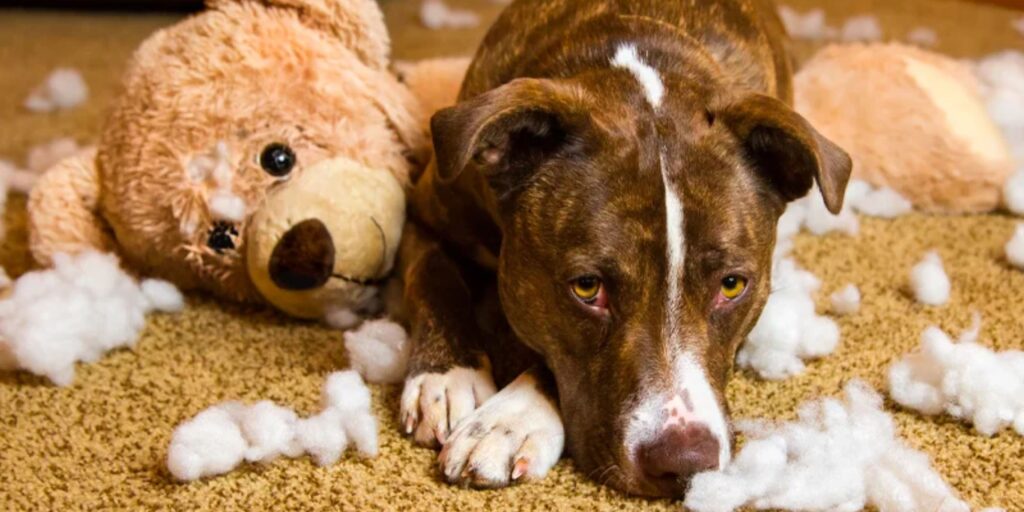 curso de auxiliar de veterinaria