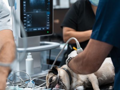 Hospital Veterinário do Atlântico