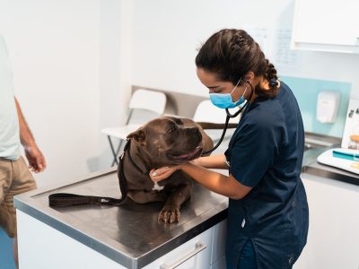 Hospital Veterinário do Atlântico